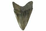 Fossil Megalodon Tooth - South Carolina #131204-2